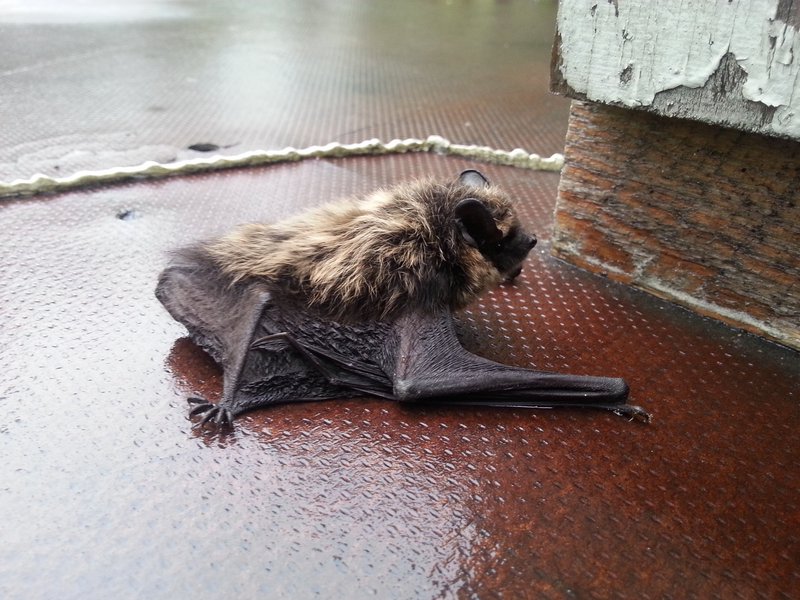 Ensikohtaaminen lepakon kanssa